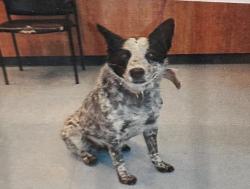 Lost Male Dog last seen Mack st, Winton Ave, Hayward, CA 94545