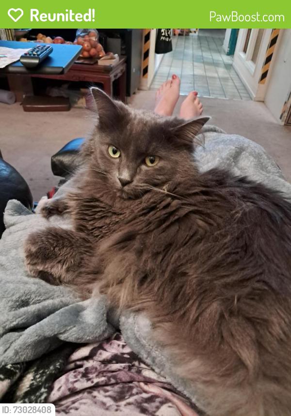 Reunited Female Cat last seen Saint Francis area of Daly City, Daly City, CA 94015