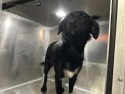 Shelter Stray Female Dog last seen Near CAHOBA DR, North District, TX, 355 Hillshire Dr, Haslet, TX 76052, USA