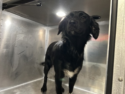 Shelter Stray Female Dog last seen Near CAHOBA DR, North District, TX, 355 Hillshire Dr, Haslet, TX 76052, USA