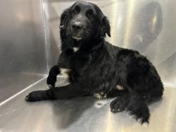 Shelter Stray Male Dog last seen Near CAHOBA DR, North District, TX, 355 Hillshire Dr, Haslet, TX 76052, USA