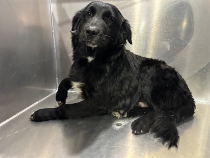 Shelter Stray Male Dog last seen Near CAHOBA DR, North District, TX, 355 Hillshire Dr, Haslet, TX 76052, USA