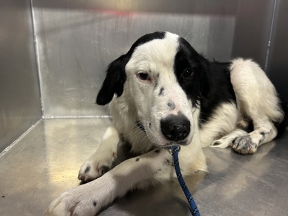 Shelter Stray Male Dog last seen Near CAHOBA DR, North District, TX, 355 Hillshire Dr, Haslet, TX 76052, USA