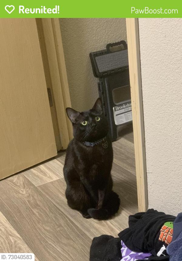 Reunited Male Cat last seen Near Fairwood Blvd NE , Tacoma, WA 98422