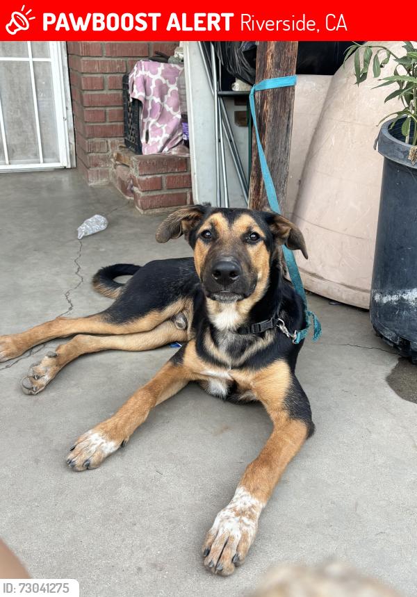 Lost Male Dog last seen Jefferson and Indiana, Riverside, CA 92504