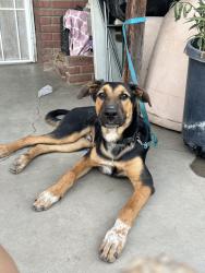 Lost Male Dog last seen Jefferson and Indiana, Riverside, CA 92504