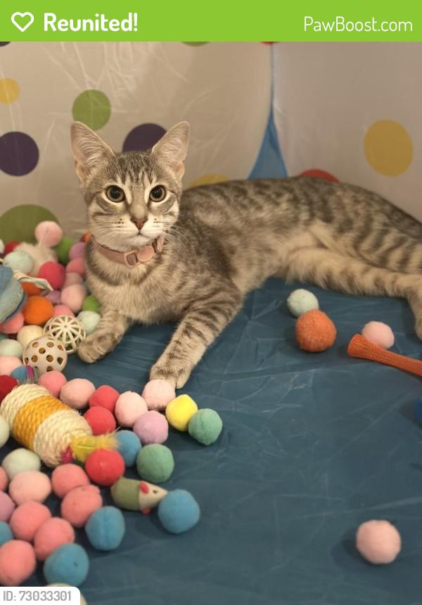 Reunited Female Cat last seen Fulton and st.louis, Chicago, IL 60624