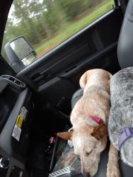 Lost Female Dog last seen Near Hawaiian Terrence Jacksonville FL , Jacksonville, FL 32216