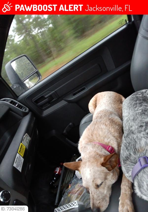 Lost Female Dog last seen Near Hawaiian Terrence Jacksonville FL , Jacksonville, FL 32216