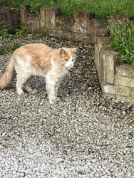 Reunited Unknown Cat last seen Alfred Rose Park, Buckinghamshire, England HP20