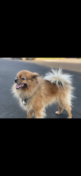 Lost Male Dog last seen McKinley and polk, Fresno, CA 93728