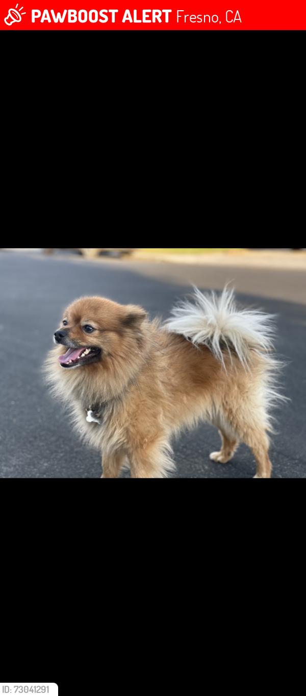 Lost Male Dog last seen McKinley and polk, Fresno, CA 93728