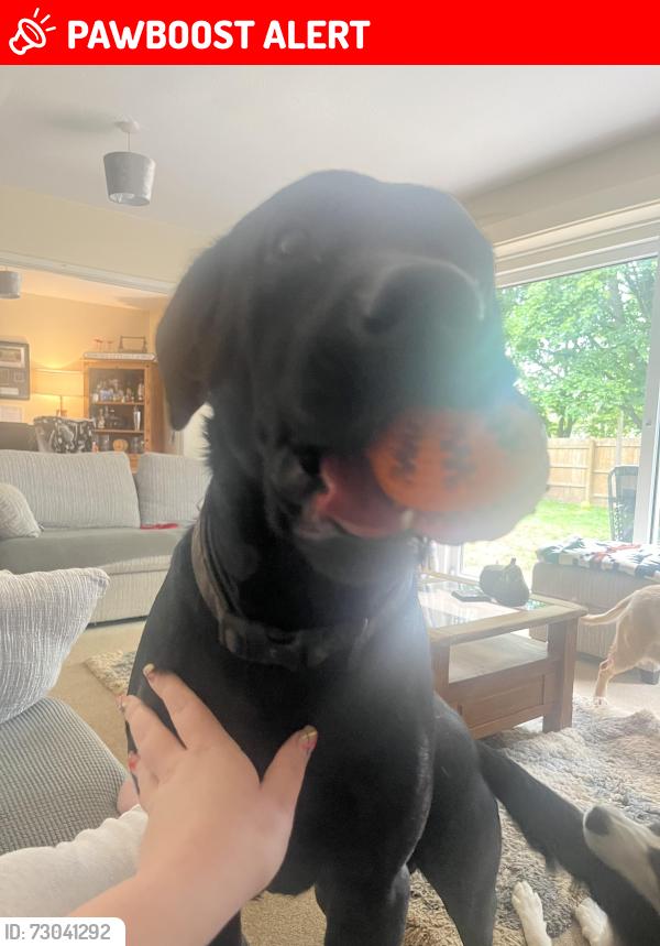 Lost Male Dog last seen Freeman close, Wittering, England PE8 6DE