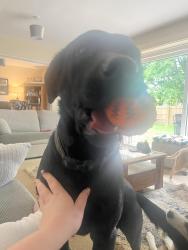 Lost Male Dog last seen Freeman close , Wittering, England PE8 6DE