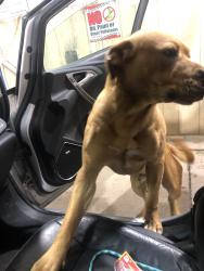 Found/Stray Male Dog last seen Se 14th st, Des Moines, IA 50315