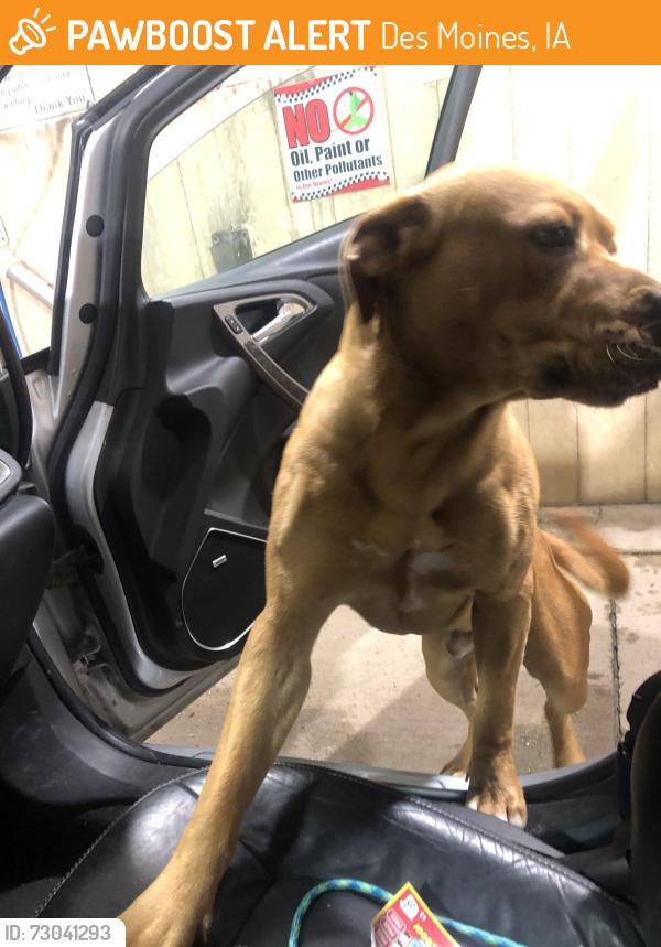 Found/Stray Male Dog last seen Se 14th st, Des Moines, IA 50315