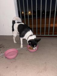 Found/Stray Male Dog last seen Ramona rd , Alhambra, CA 91803