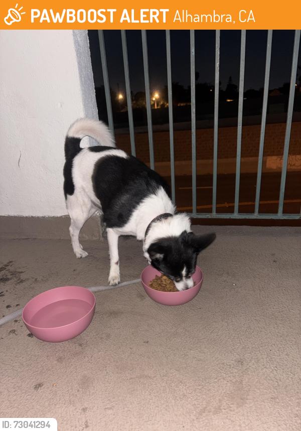 Found/Stray Male Dog last seen Ramona rd , Alhambra, CA 91803