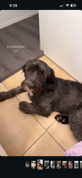 Lost Female Dog last seen Oakwood eucalyptus, Hesperia, CA 92345