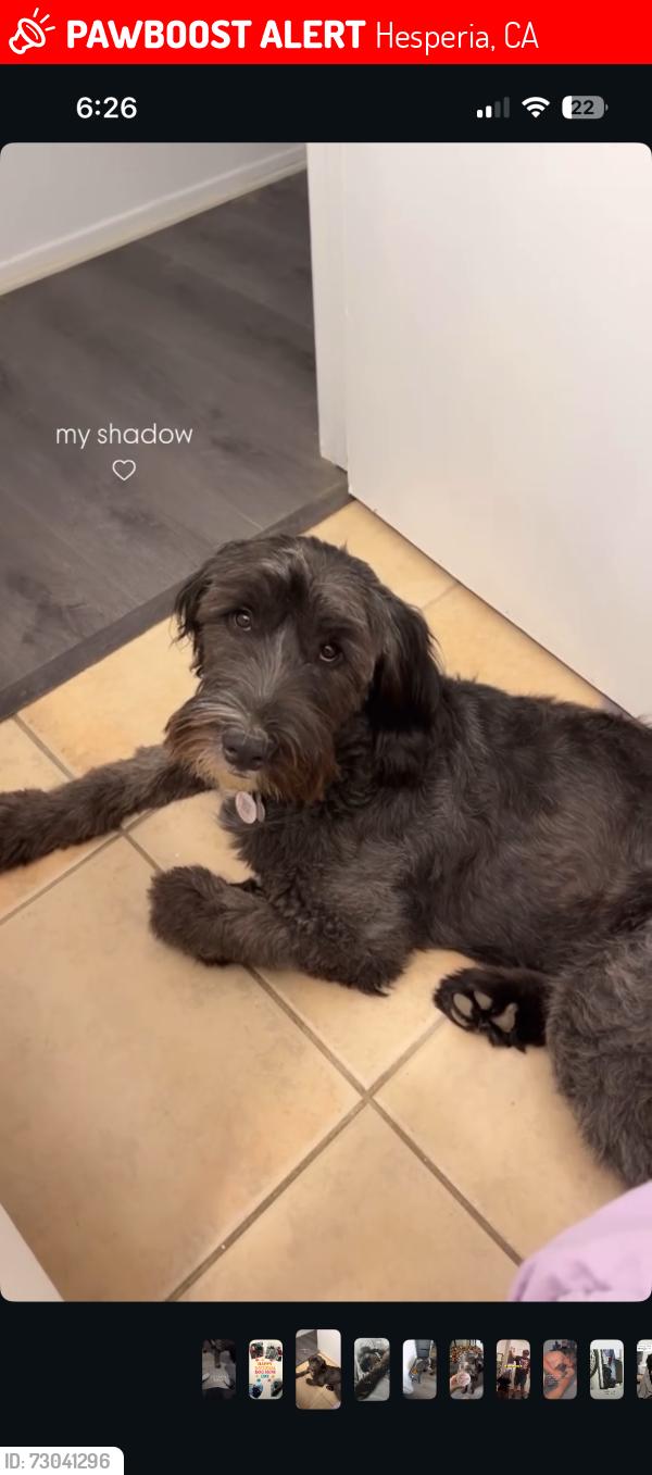 Lost Female Dog last seen Oakwood eucalyptus, Hesperia, CA 92345