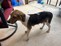 Found/Stray Female Dog last seen Whitehill school rd and 441, Commerce, GA 30529