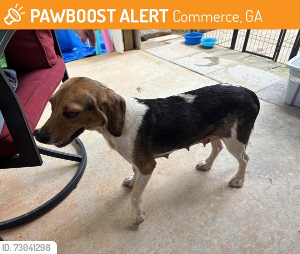 Found/Stray Female Dog last seen Whitehill school rd and 441, Commerce, GA 30529