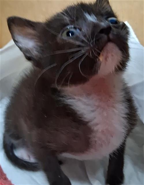 Shelter Stray Female Cat last seen Near BLOCK PHAIRFIELD ST, BAKERSFIELD CA 93314, 3951 Fruitvale Ave, Bakersfield, CA 93308, USA