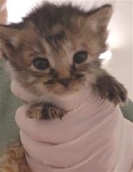 Shelter Stray Female Cat last seen Near BLOCK KERN CANYON RD, BAKERSFIELD CA 93306, 3951 Fruitvale Ave, Bakersfield, CA 93308, USA