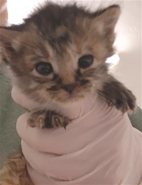 Shelter Stray Female Cat last seen Near BLOCK KERN CANYON RD, BAKERSFIELD CA 93306, 3951 Fruitvale Ave, Bakersfield, CA 93308, USA