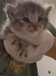 Shelter Stray Male Cat last seen Near BLOCK KERN CANYON RD, BAKERSFIELD CA 93306, 3951 Fruitvale Ave, Bakersfield, CA 93308, USA