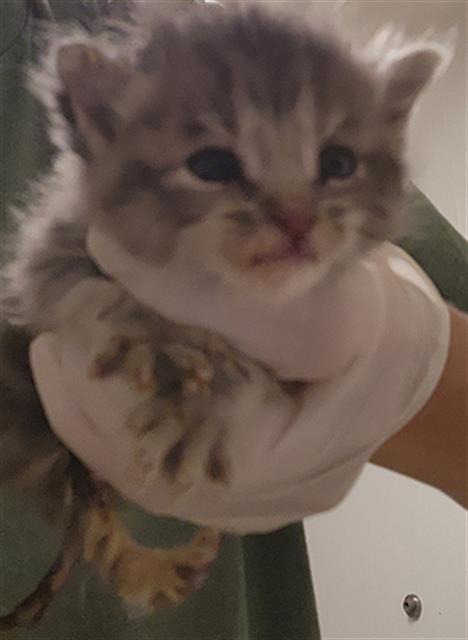 Shelter Stray Male Cat last seen Near BLOCK KERN CANYON RD, BAKERSFIELD CA 93306, 3951 Fruitvale Ave, Bakersfield, CA 93308, USA