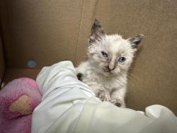 Shelter Stray Female Cat last seen Near BLOCK BELLE AVE, BAKERSFIELD CA 93308, 3951 Fruitvale Ave, Bakersfield, CA 93308, USA