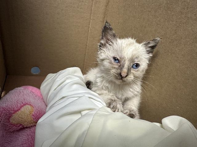 Shelter Stray Female Cat last seen Near BLOCK BELLE AVE, BAKERSFIELD CA 93308, 3951 Fruitvale Ave, Bakersfield, CA 93308, USA