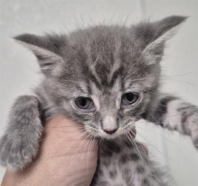 Shelter Stray Female Cat last seen Near BLOCK GRANADA AVE, BAKERSFIELD CA 93309, 3951 Fruitvale Ave, Bakersfield, CA 93308, USA