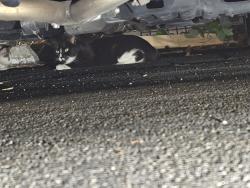 Found/Stray Unknown Cat last seen Sigler park, Westminster, CA 92683