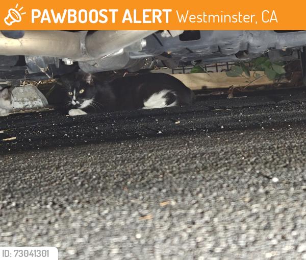 Found/Stray Unknown Cat last seen Sigler park, Westminster, CA 92683