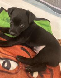 Shelter Stray Male Dog last seen \2901 SKYLINE BLVD, BAKERSFIELD CA 93305, 3951 Fruitvale Ave, Bakersfield, CA 93308, USA