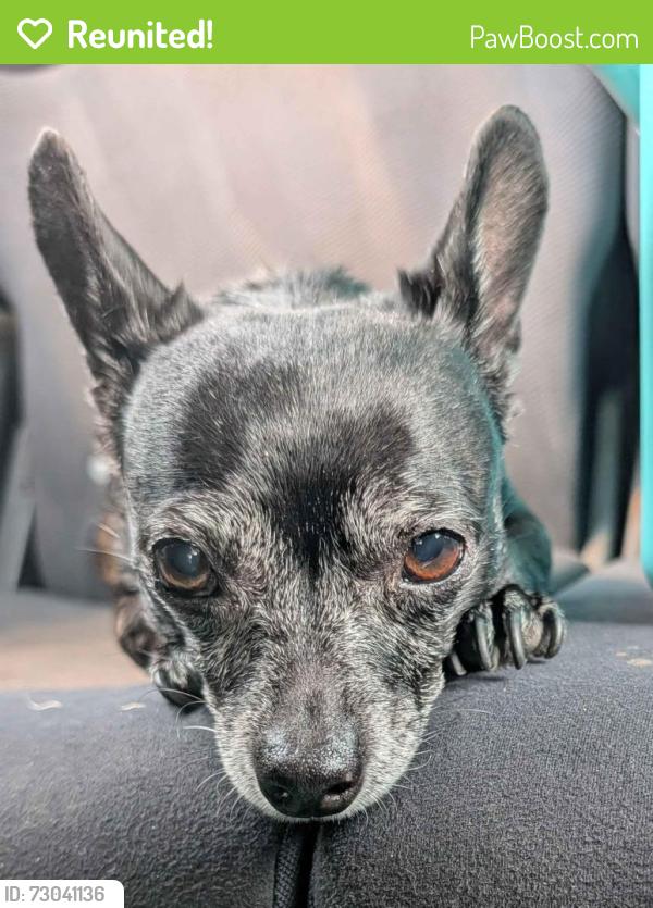 Reunited Female Dog last seen Near E Village Rd, Long Beach, CA 90808, Long Beach, CA 90808