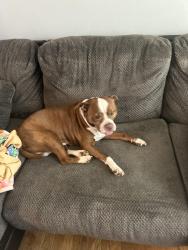 Lost Male Dog last seen Mary dell ln, Louisville, KY 40291