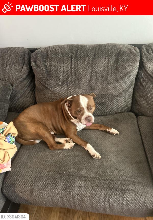 Lost Male Dog last seen Mary dell ln, Louisville, KY 40291
