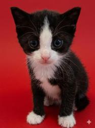 Shelter Stray Female Cat last seen Near BLOCK FOREST STREET, 2020 Forest St, Jacksonville, FL 32204, USA