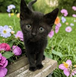 Shelter Stray Male Cat last seen , 957 N Gaffey St, San Pedro, CA 90731, USA