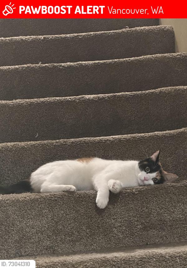 Lost Female Cat last seen She normally hangs out inside my apmt complex so around there, Vancouver, WA 98664
