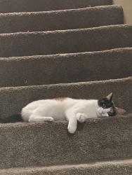 Lost Female Cat last seen She normally hangs out inside my apmt complex so around there, Vancouver, WA 98664