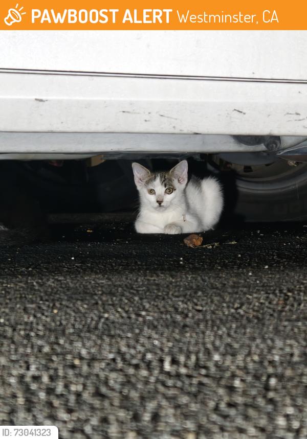 Found/Stray Unknown Cat last seen Sigler park, Westminster, CA 92683