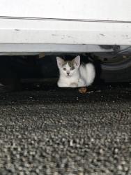 Found/Stray Unknown Cat last seen Sigler park, Westminster, CA 92683