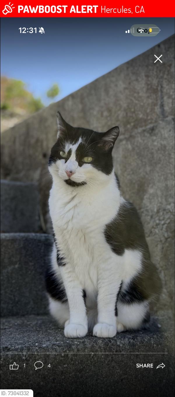 Lost Female Cat last seen Ironwood ct, Hercules, CA 94547