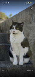 Lost Female Cat last seen Ironwood ct, Hercules, CA 94547