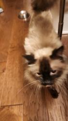Found/Stray Unknown Cat last seen Ponderosa Elementary, Spokane Valley, WA 99206