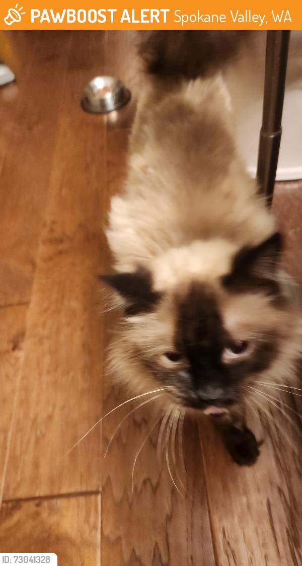 Found/Stray Unknown Cat last seen Ponderosa Elementary, Spokane Valley, WA 99206